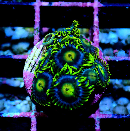 Aus Ice Blue Zoanthid WYSIWYG