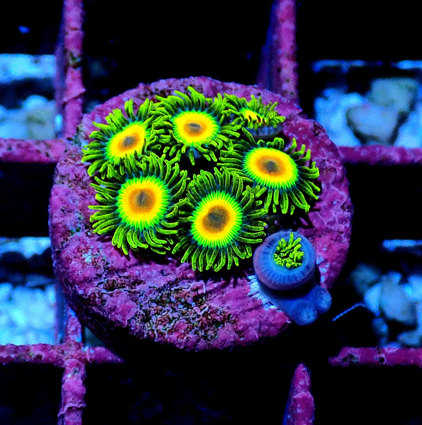 Rasta Zoanthid WYSIWYG