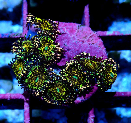 Black Galaxy Zoanthid WYSIWYG