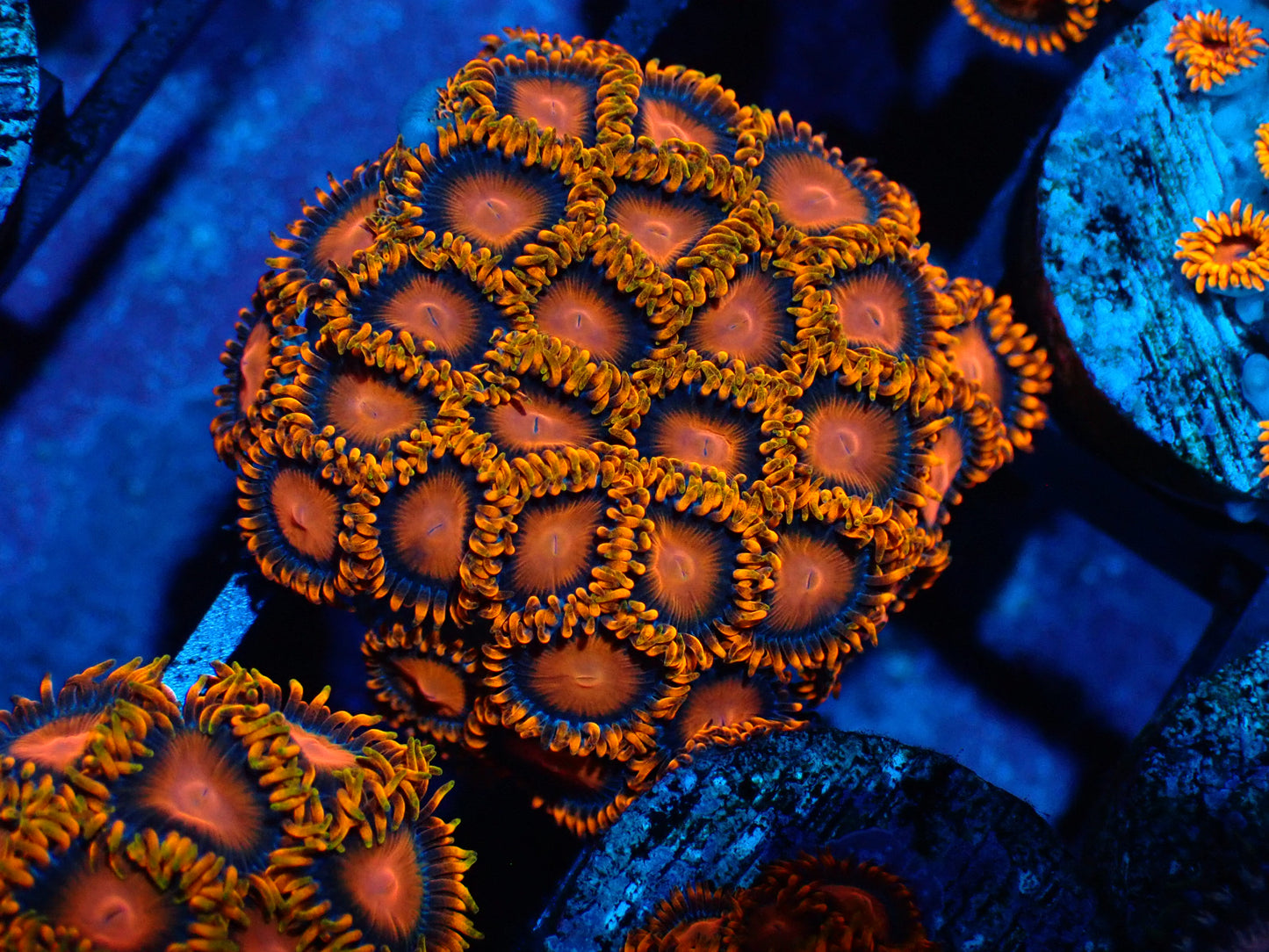 Orange Bam Bam Zoanthid WYSIWYG