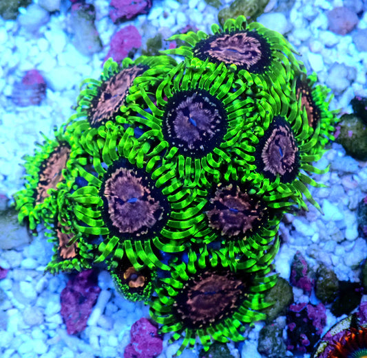 Purple Monster Zoanthid WYSIWYG