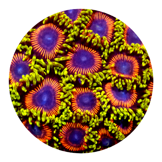 Wonder Woman Zoanthid (5 Polyps)