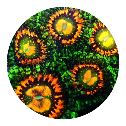 Rainbow Incinerator Zoanthid - 1 Polyp