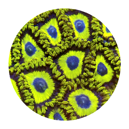 LA Laker Zoanthid (5 Polyps)