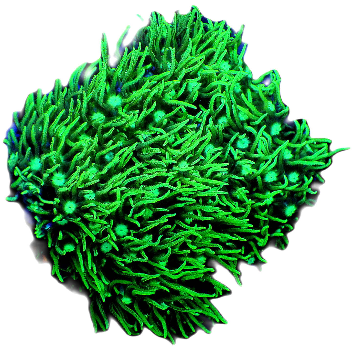Green Star Polyps