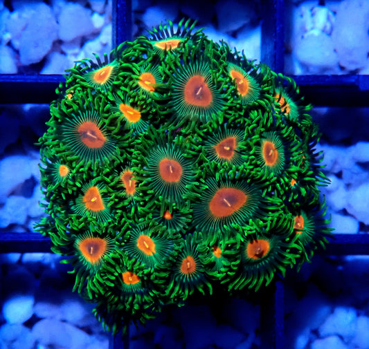 Radioactive Campfire Zoanthid WYSIWYG