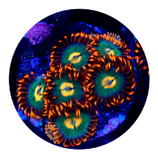 Overgrown Zoanthid Plug 1A - WYSIWYG main image 0