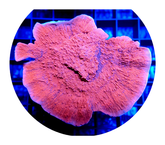 Montipora – Oasis Coral