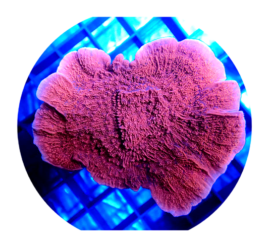 SPS (Small Polyp Stony) – Oasis Coral