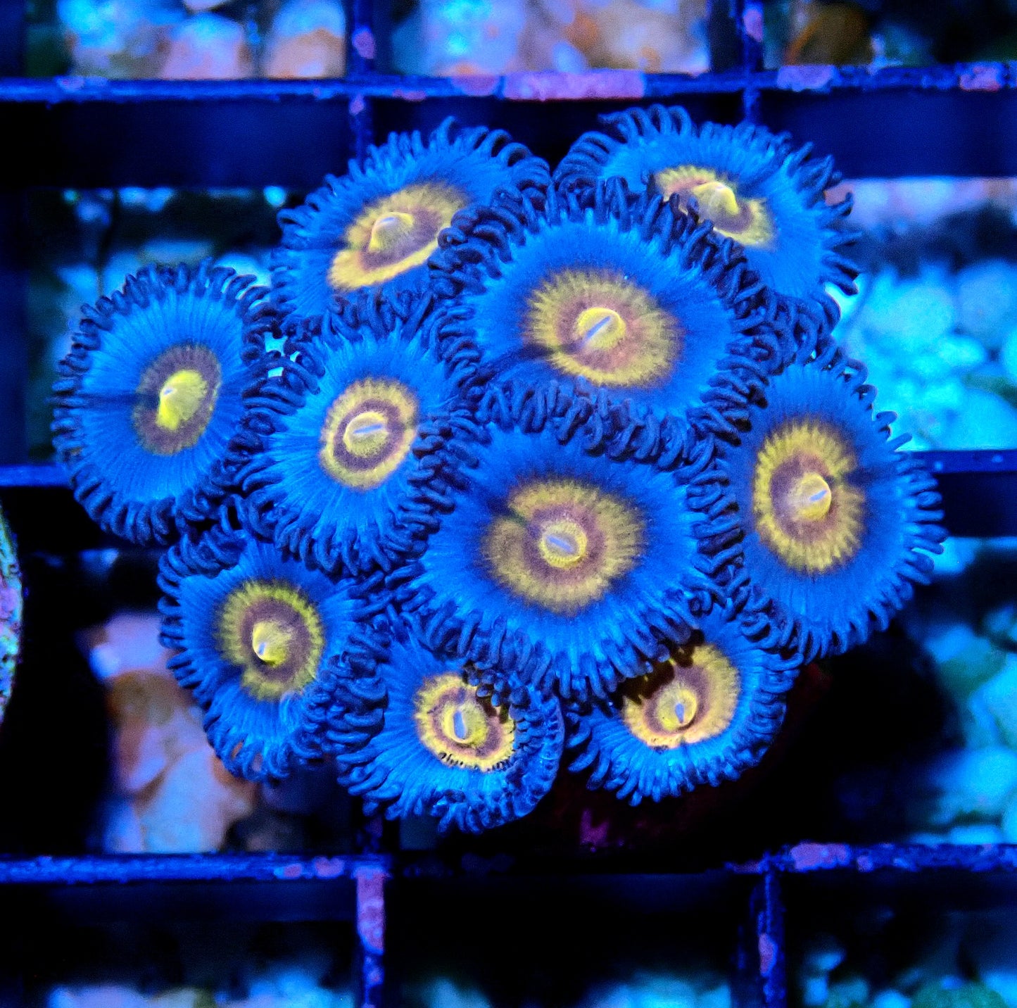 Miami Vice Zoanthid WYSIWYG