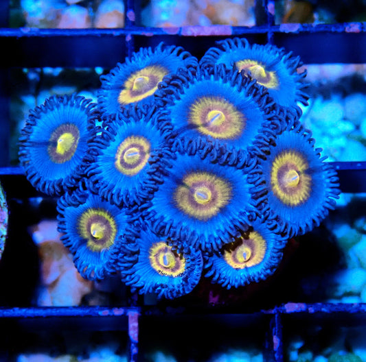 Miami Vice Zoanthid WYSIWYG