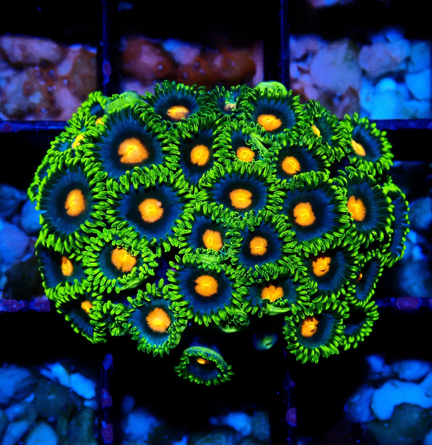 Blow pop Zoanthid WYSIWYG
