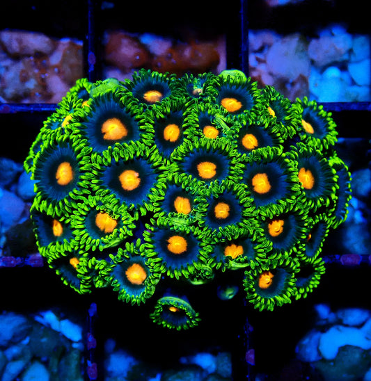 Blow pop Zoanthid WYSIWYG