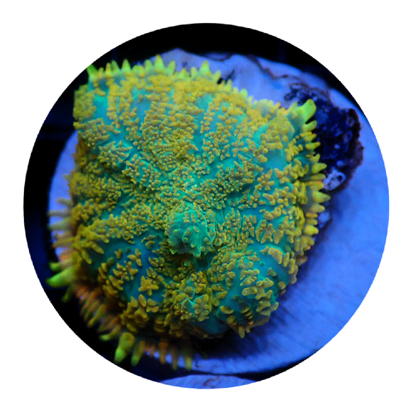 Lemon lime Rhodactis