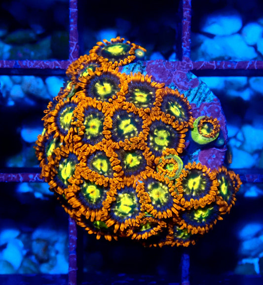 Flaming Sun Zoanthid WYSIWYG