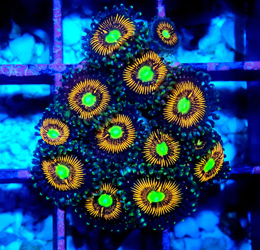 Gobstopper Zoanthid WYSIWYG