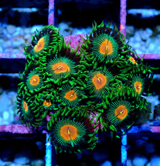 Radioactive Campfire Zoanthid WYSIWYG