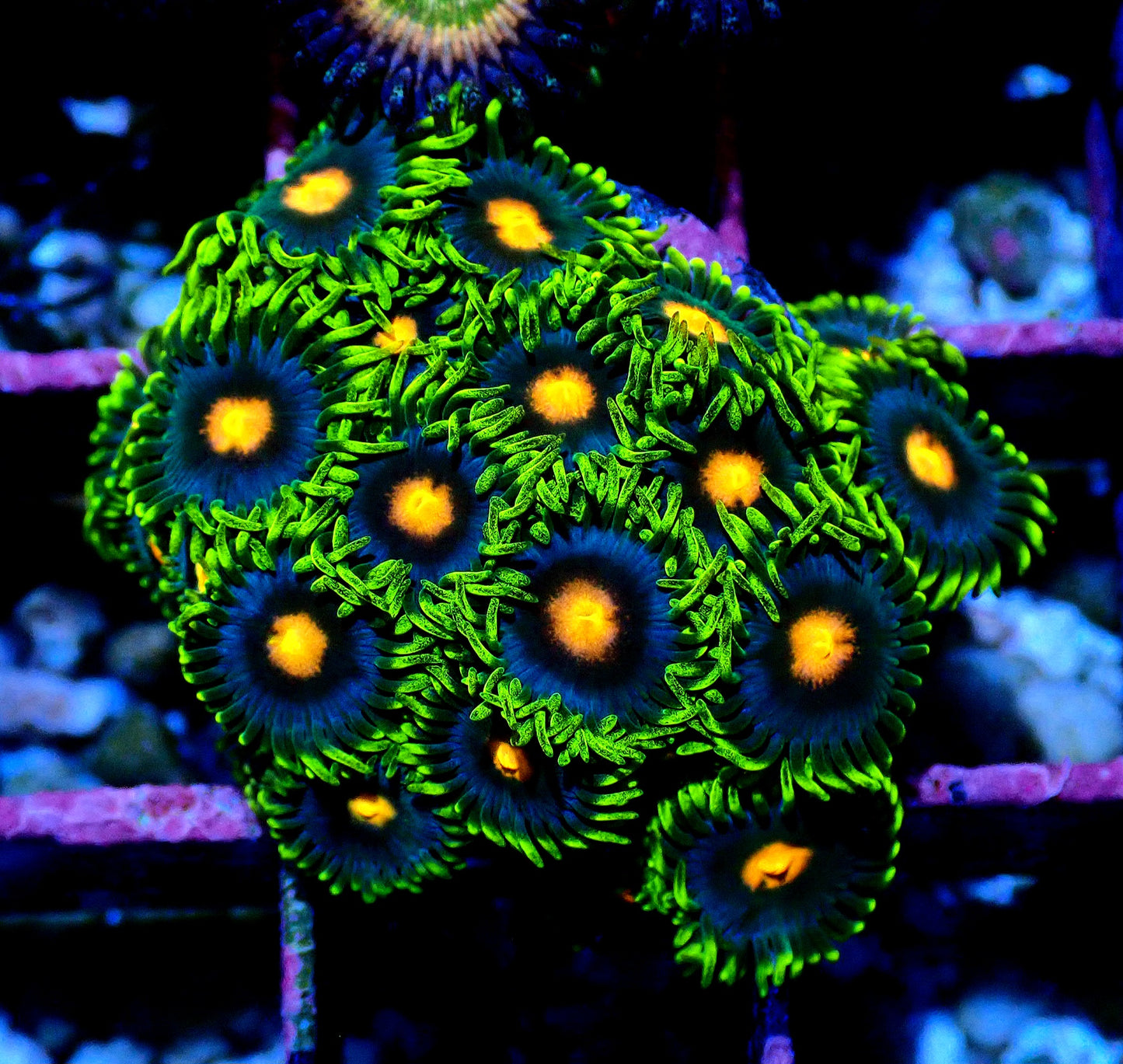 Blow pop Zoanthid WYSIWYG