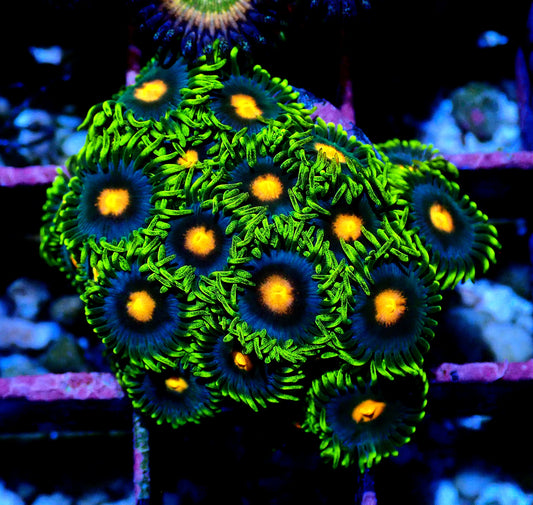 Blow pop Zoanthid WYSIWYG