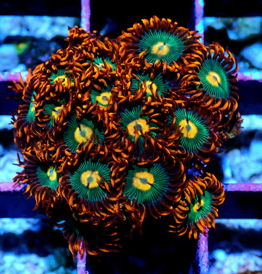 Gatorade Zoanthid WYSIWYG