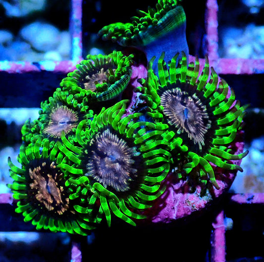 Purple Monster Zoanthid WYSIWYG