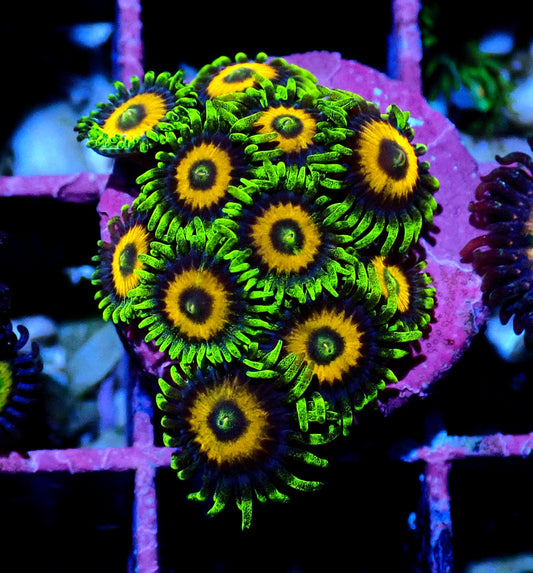 Eagle Eyes Zoanthid WYSIWYG