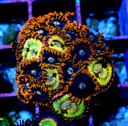Fire and Ice Zoanthid/Sakura Sunrise WYSIWYG