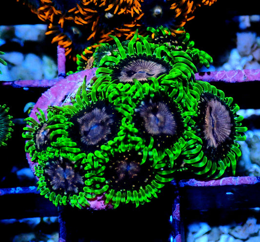 Purple Monster Zoanthid WYSIWYG