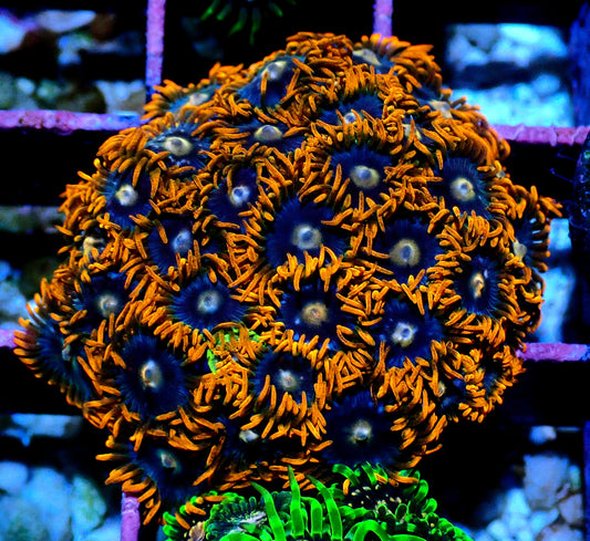 Fire and Ice Zoanthid WYSIWYG