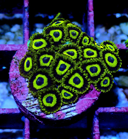 La Lakers Zoanthid WYSIWYG