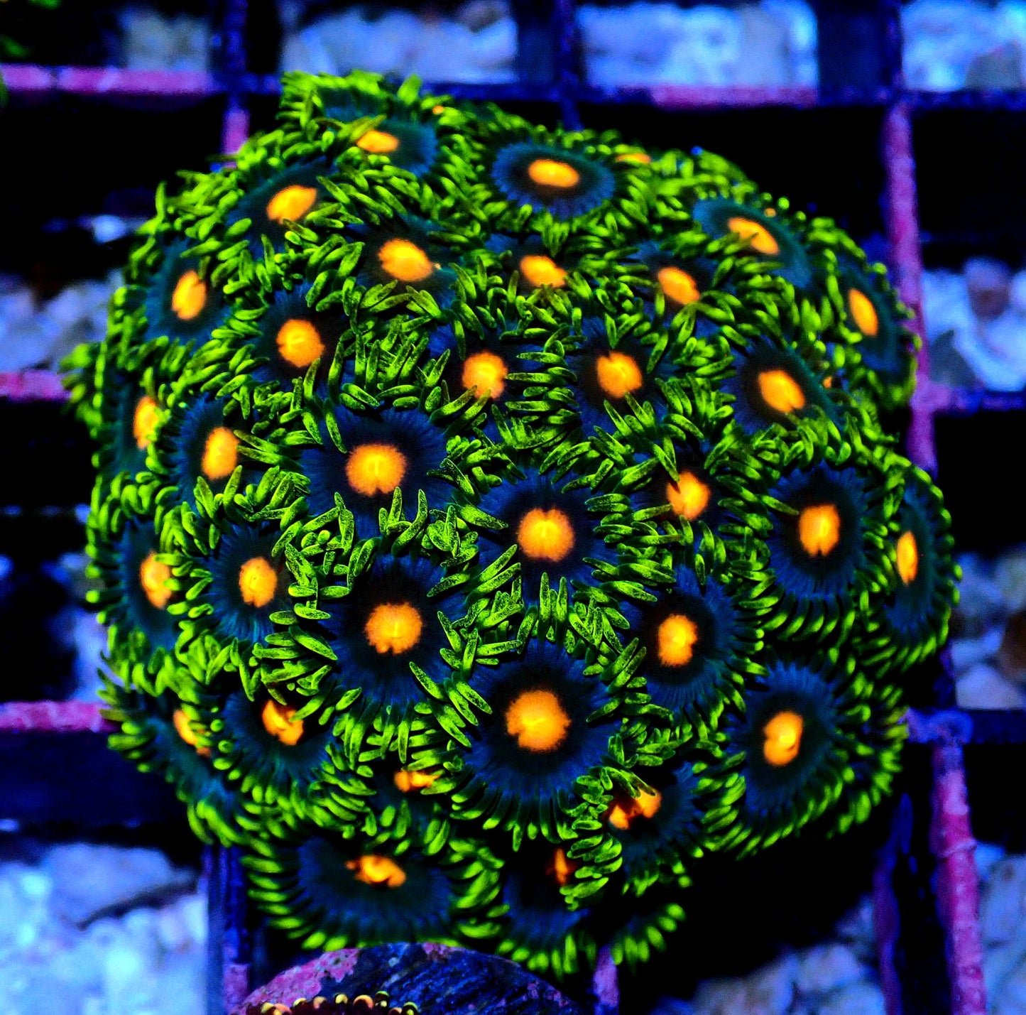 Blow pop Zoanthid WYSIWYG