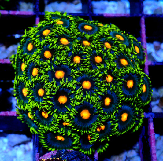 Blow pop Zoanthid WYSIWYG