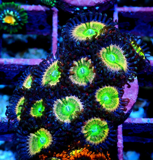 Rainbow Raptor Zoanthid WYSIWYG