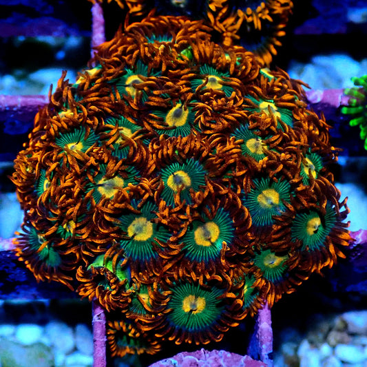Gatorade Zoanthid WYSIWYG