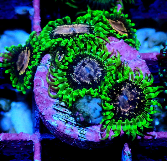 Purple Monster Zoanthid WYSIWYG