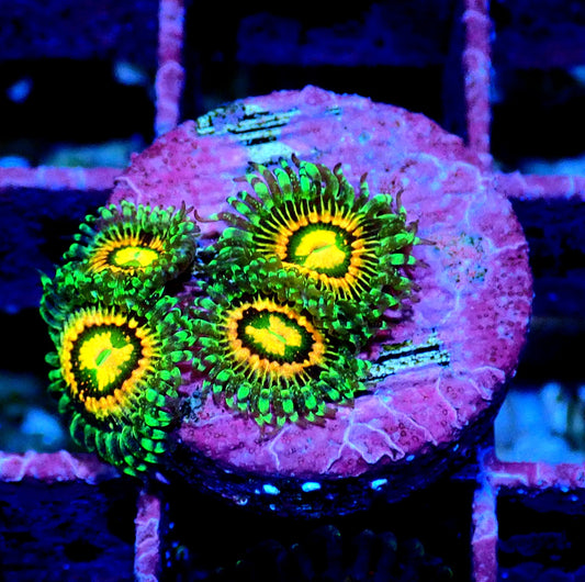 Rainbow Incinerator Zoanthid WYSIWYG