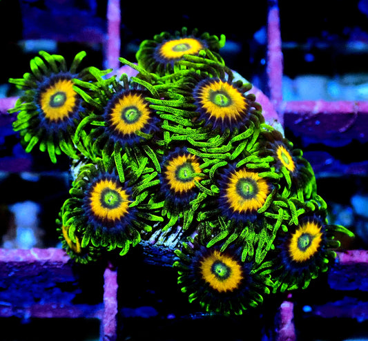 Eagle Eyes Zoanthid WYSIWYG
