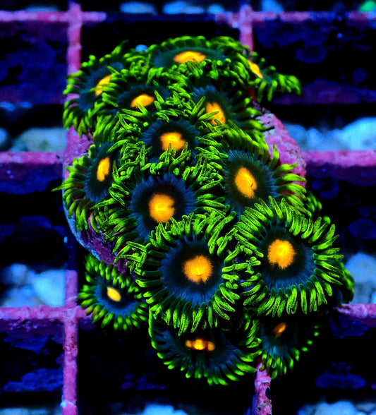 Blow pop Zoanthid WYSIWYG