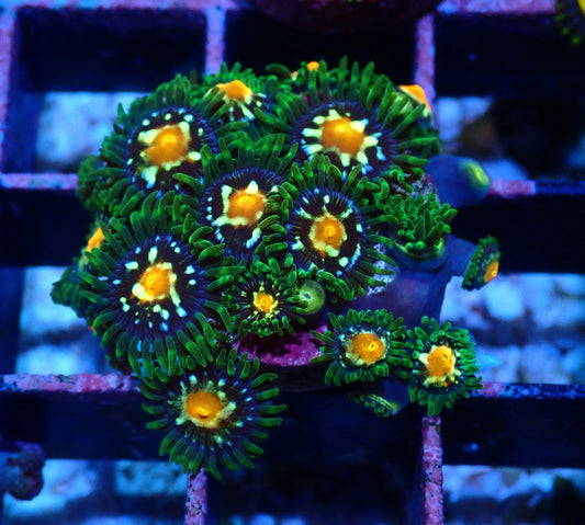 Pin wheel Zoanthid WYSIWYG
