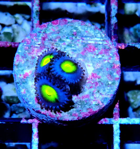 AOI Zoanthid WYSIWYG