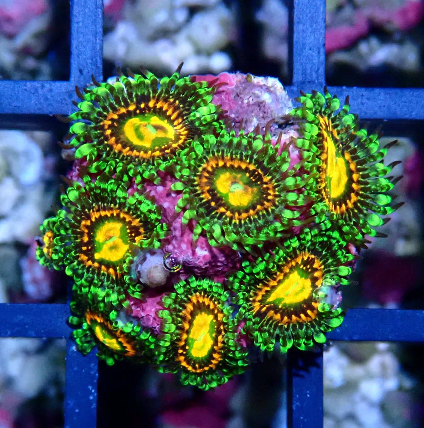 Rainbow Incinerator Zoanthid WYSIWYG