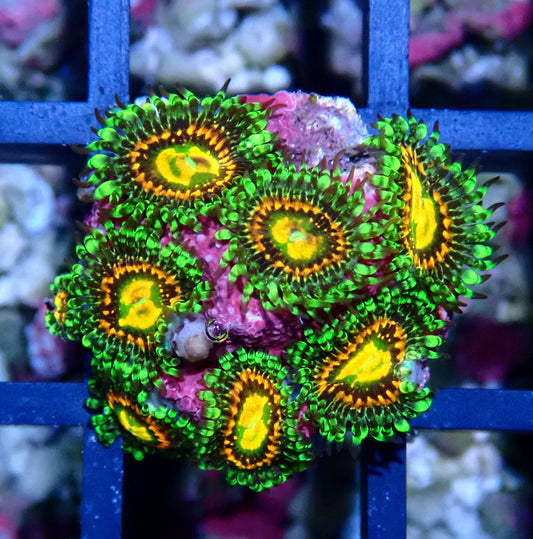 Rainbow Incinerator Zoanthid WYSIWYG
