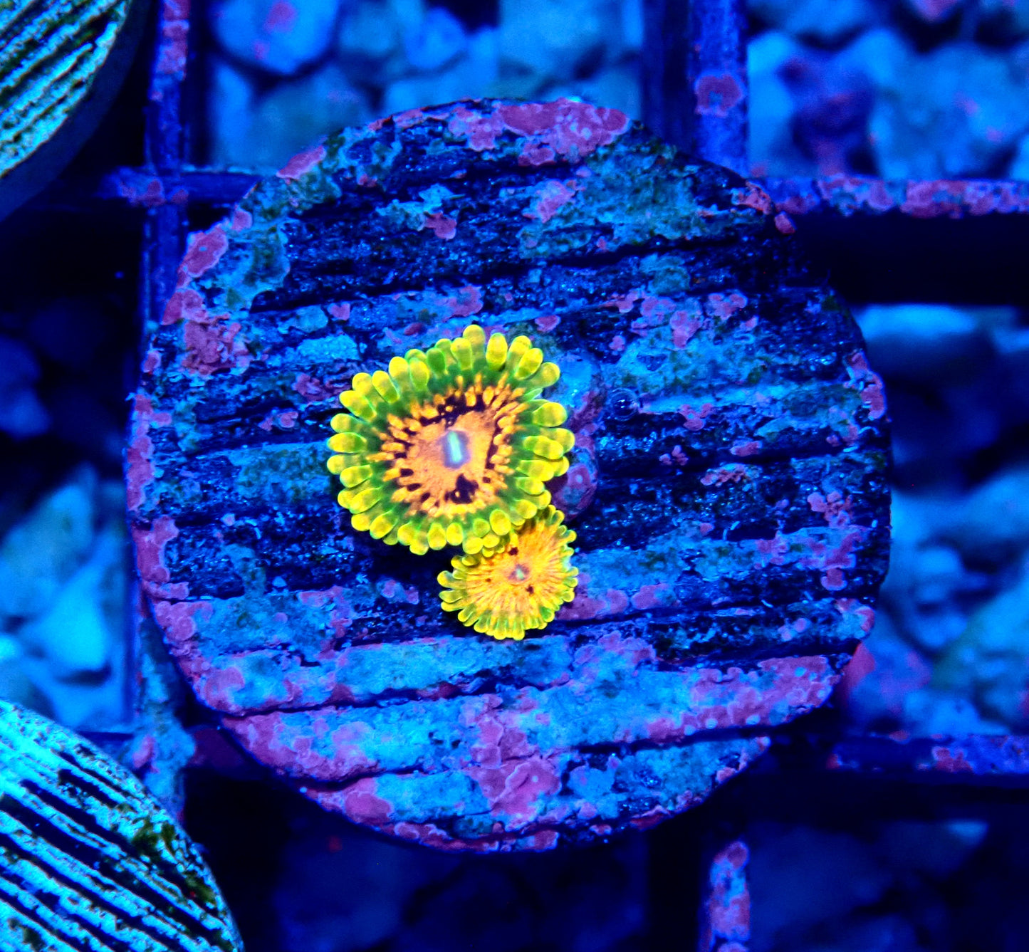 Grand Master Krakatoa Zoanthid WYSIWYG