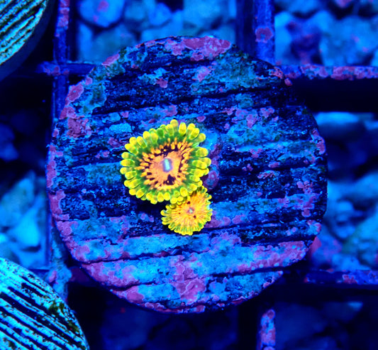 Grand Master Krakatoa Zoanthid WYSIWYG