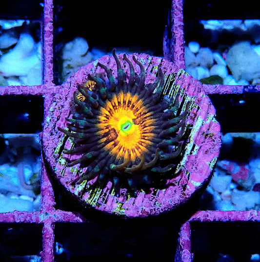 God of War Zoanthid WYSIWYG