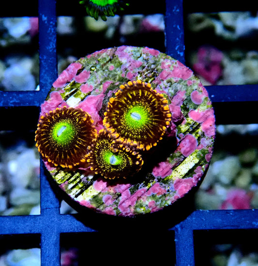 Alien Anti-Venom Zoanthid WYSIWYG