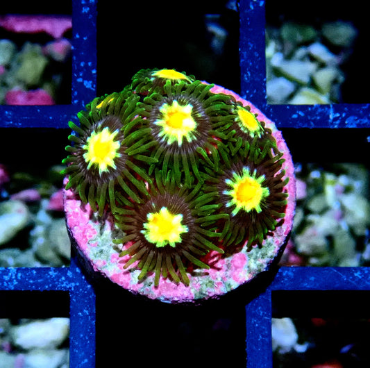 Pin wheel Zoanthid WYSIWYG