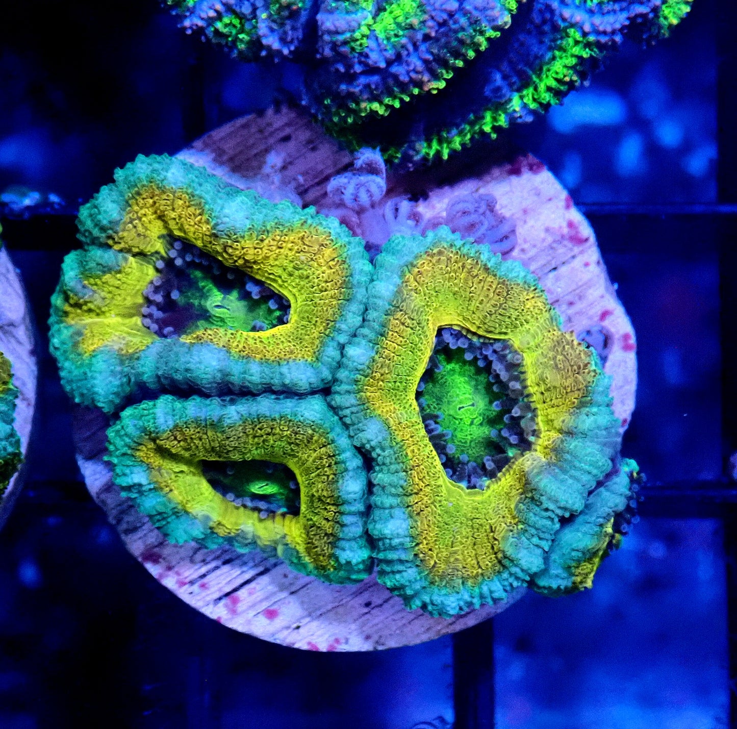 Acan (Micromussa) WYSIWYG