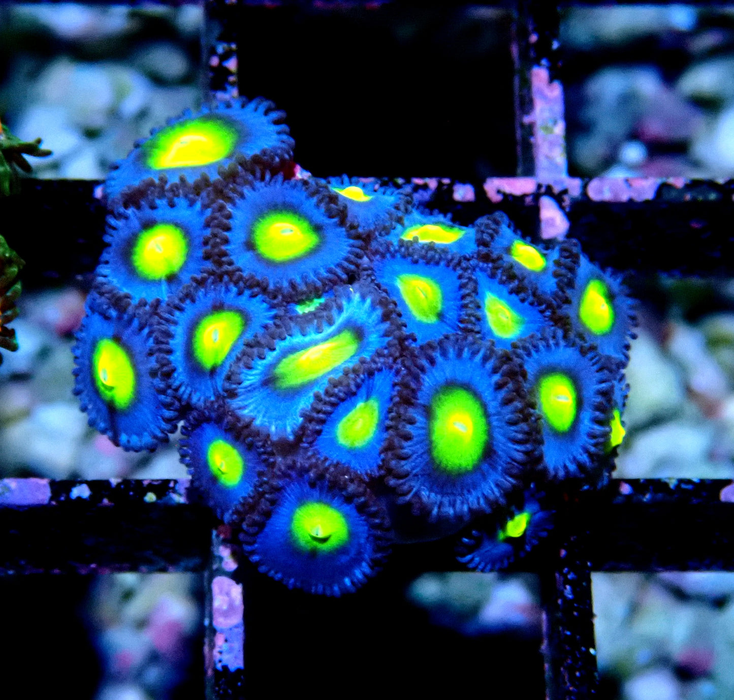 AOI Zoanthid WYSIWYG