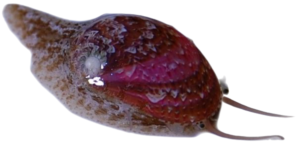 Stomatella Snails - Small (10 Pack)